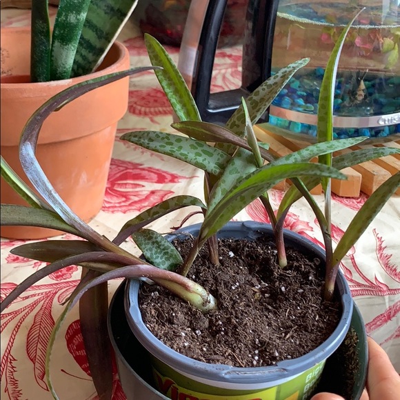 SILVER SQUILL β 5 HEALTHY BULBS / STEMS - Picture 7 of 7